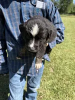 Blackie, a male Australian Shepherd for sale in Pineville, LA – 3 of 3