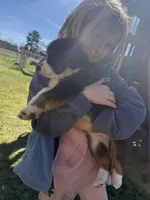 Black tri 2, a male Australian Shepherd for sale in Pineville, LA – Photo 1 of 3