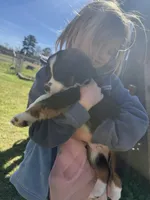 Black tri 2, a male Australian Shepherd for sale in Pineville, LA – Photo 2 of 3