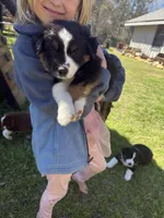 Black tri 2, a male Australian Shepherd for sale in Pineville, LA – Photo 3 of 3