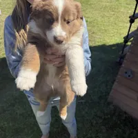 Alfalfa, a male Australian Shepherd for sale in Pineville, LA – Photo 1 of 3