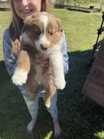 Brown Tri 2, a male Australian Shepherd for sale in Pineville, LA – Photo 1 of 3