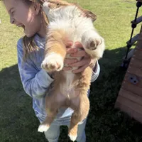 Alfalfa, a male Australian Shepherd for sale in Pineville, LA – Photo 2 of 3
