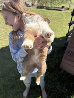 Brown Tri 2, a male Australian Shepherd for sale in Pineville, LA – Photo 2 of 3