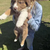 Alfalfa, a male Australian Shepherd for sale in Pineville, LA – Photo 3 of 3