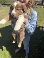 Brown Tri 2, a male Australian Shepherd for sale in Pineville, LA – Photo 3 of 3