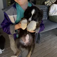 Olivia , a female Australian Shepherd for sale in Pineville, LA – Photo 2 of 3