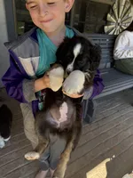 Black Tri 4, a female Australian Shepherd for sale in Pineville, LA – Photo 2 of 3