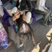 Olivia , a female Australian Shepherd for sale in Pineville, LA – Photo 1 of 3