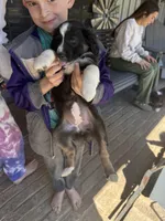 Black Tri 4, a female Australian Shepherd for sale in Pineville, LA – Photo 1 of 3