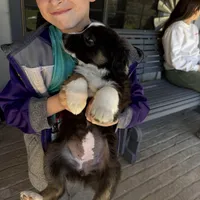 Olivia , a female Australian Shepherd for sale in Pineville, LA – Photo 3 of 3