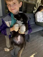 Black Tri 4, a female Australian Shepherd for sale in Pineville, LA – Photo 3 of 3