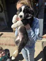 Black Tri 5, a male Australian Shepherd for sale in Pineville, LA – Photo 1 of 2