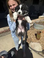 Black Tri 5, a male Australian Shepherd for sale in Pineville, LA – Photo 2 of 2