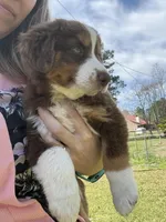 Elizabeth , a female Australian Shepherd for sale in Pineville, LA – Photo 2 of 5