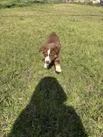 Elizabeth , a female Australian Shepherd for sale in Pineville, LA – Photo 5 of 5