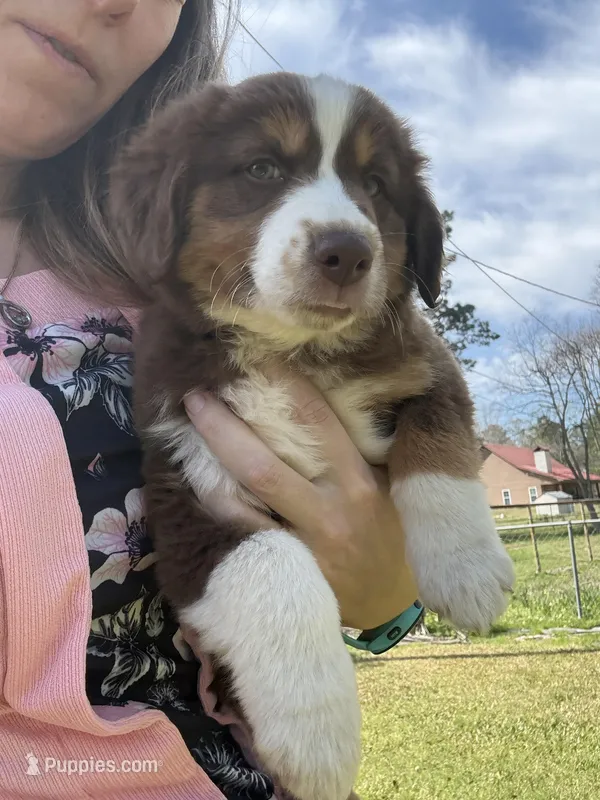 Elizabeth , a female Australian Shepherd for sale in Pineville, LA – Photo 1 of 5