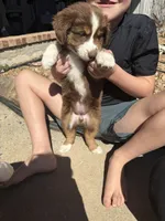 Elizabeth , a female Australian Shepherd for sale in Pineville, LA – Photo 4 of 5