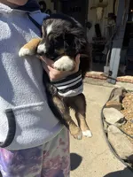 Black Tri 3, a male Australian Shepherd for sale in Pineville, LA – Photo 2 of 2