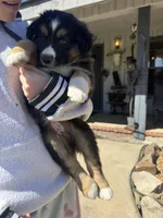Black Tri 3, a male Australian Shepherd for sale in Pineville, LA – Photo 1 of 2