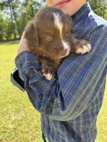 Rudy, a male Australian Shepherd for sale in Pineville, LA – 2 of 3