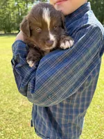 Rudy, a male Australian Shepherd for sale in Pineville, LA – 3 of 3