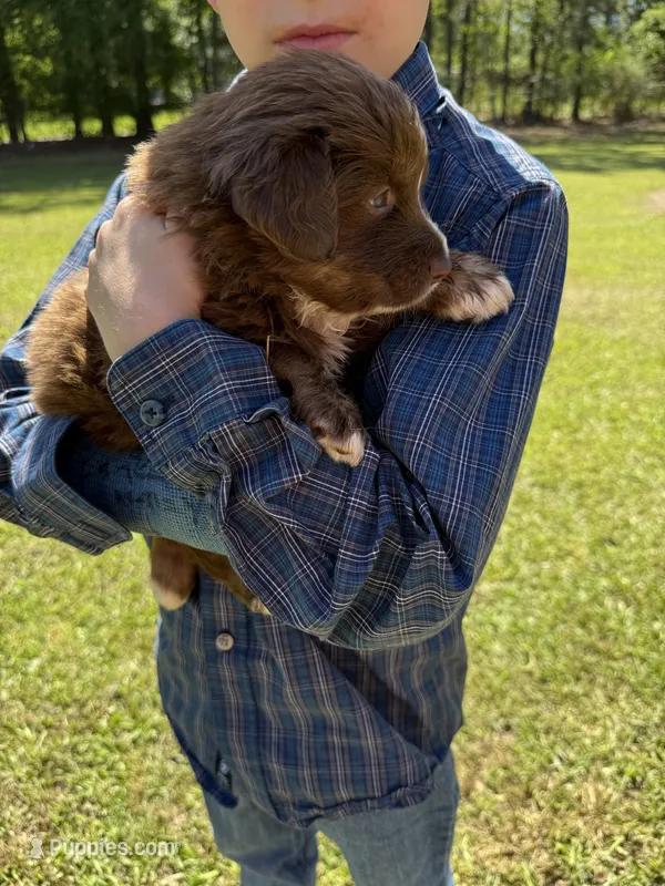 Rudy – Australian Shepherd puppy for sale in Pineville, LA
