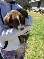 Brown Tri 1, a male Australian Shepherd for sale in Pineville, LA – Photo 2 of 3