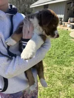 Brown Tri 1, a male Australian Shepherd for sale in Pineville, LA – Photo 3 of 3