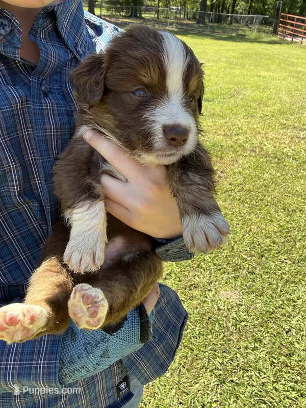 Tiny – Australian Shepherd puppy on hold in Pineville, LA