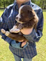 Tiny, a female Australian Shepherd for sale in Pineville, LA – Photo 2 of 2