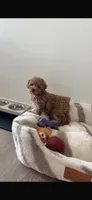 Mia, a female Poodle - Toy  for sale in Baytown, TX – 5 of 6