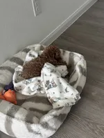 Mia, a female Poodle - Toy  for sale in Baytown, TX – 2 of 6