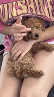 Mia, a female Poodle - Toy  for sale in Baytown, TX – 6 of 6