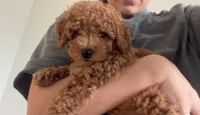 Mia, a female Poodle - Toy  for sale in Baytown, TX – 4 of 6