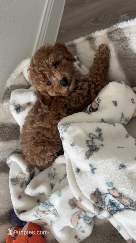Mia – Poodle - Toy  puppy for sale in Baytown, TX