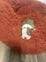 Honey, a female Boston Terrier for sale in Concord, NC – Photo 2 of 2