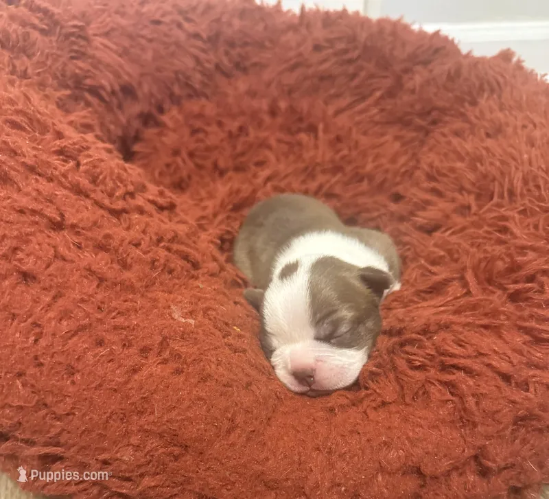 Honey – Boston Terrier puppy for sale in Concord, NC