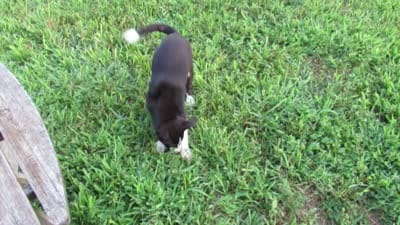Heidi $20!!, a female Siberian Husky and Labrador Retriever for sale in Buncombe, IL – 8 of 9