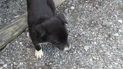Jenny, a female Siberian Husky and Labrador Retriever for sale in Buncombe, IL – 3 of 6