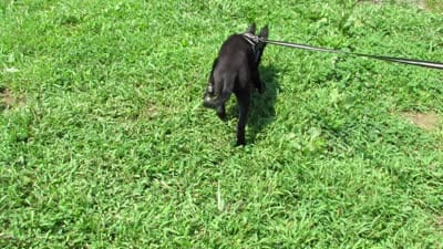Max $20!!, a male Siberian Husky and Labrador Retriever for sale in Buncombe, IL – 8 of 8