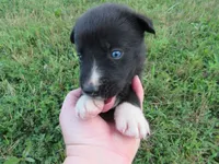 Toby, a male Siberian Husky and Labrador Retriever for sale in Buncombe, IL – 3 of 7
