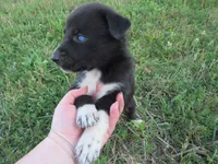 Kate, a female Siberian Husky and Labrador Retriever for sale in Buncombe, IL – 2 of 5