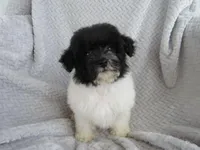 Coming soon!!, a  Poodle - Miniature  for sale in Buncombe, IL – Photo 5 of 7