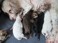 They have arrived!!, a female Poodle - Miniature  for sale in Buncombe, IL – Photo 3 of 7