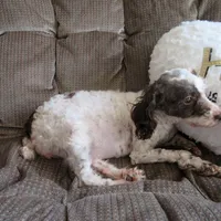 They have arrived!!, a female Poodle - Miniature  for sale in Buncombe, IL – Photo 6 of 7