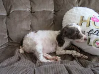 Coming soon!!, a  Poodle - Miniature  for sale in Buncombe, IL – Photo 2 of 7