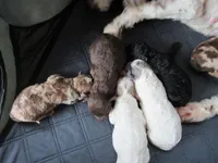 They have arrived!!, a female Poodle - Miniature  for sale in Buncombe, IL – Photo 1 of 7