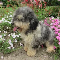 They have arrived!!, a female Poodle - Miniature  for sale in Buncombe, IL – Photo 7 of 7