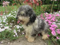 Coming soon!!, a  Poodle - Miniature  for sale in Buncombe, IL – Photo 3 of 7